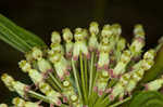 Green milkweed